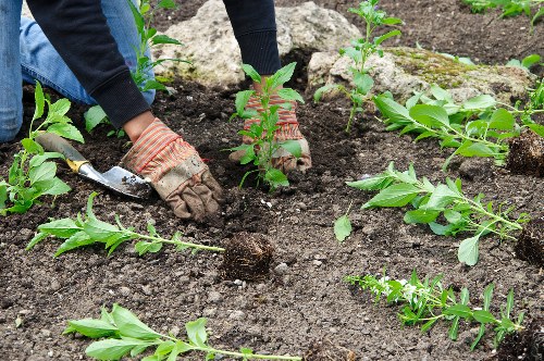 Seasonal planting in a Palmers Green garden