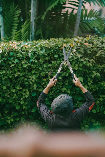 A gardener wearing a dark long-sleeved shirt and a wide-brimmed hat is trimming a dense, well-maintained hedge with a pair of large pruning shears outdoors. The hedge consists of lush green foliage, w