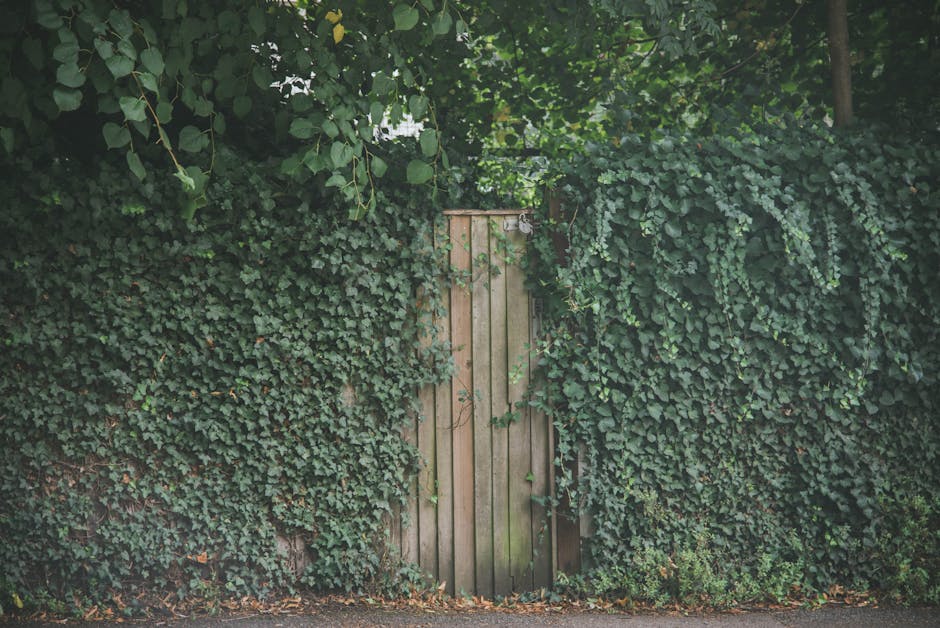 A gardener wearing a dark long-sleeved shirt and a wide-brimmed hat is trimming a dense, well-maintained hedge with a pair of large pruning shears outdoors. The hedge consists of lush green foliage, w