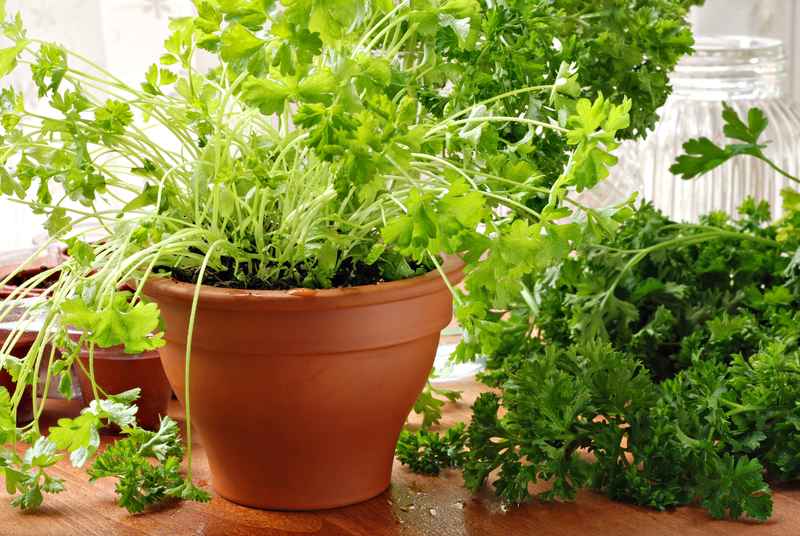 Celebrate the Beauty of Privacy with Lush Tall-Potted Plants in Your Yard
