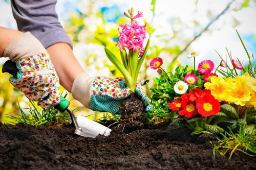 A gardener wearing colorful gardening gloves is planting a pink hyacinth bulb into dark, rich soil in a flower bed. To the right, a vibrant assortment of blooming flowers, including red, yellow, white, and pink daisies, adds bright colour to the garden. The background features lush green foliage and a clear, sunny sky, indicating a pleasant day suitable for gardening in Palmers Green. The soil appears freshly turned, with the gardener holding a small trowel, suggesting ongoing planting activity. The garden area is well-maintained, with a mix of planted flowers and exposed soil, bordered by a neatly arranged flower bed. This scene captures the active process of gardening, emphasizing outdoor horticultural work typical of professional garden maintenance services offered by Gardener Palmers Green, contributing to a vibrant and inviting outdoor space in the local area.